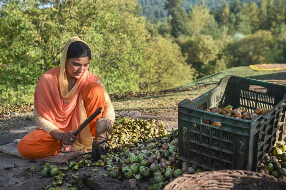 Anantnag: A farmer removes walnuts’ covers before leaving them to dry in the sun during harvesting season, amid COVID-19 pandemic, in Anantnag District of South Kashmir, Wednesday, Sept. 16, 2020. (PTI Photo/S. Irfan)